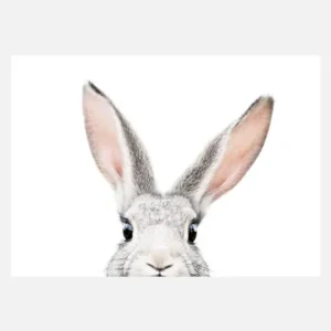 Dernière Chance Peeking Bunny Canvasprint (30x40 cm)