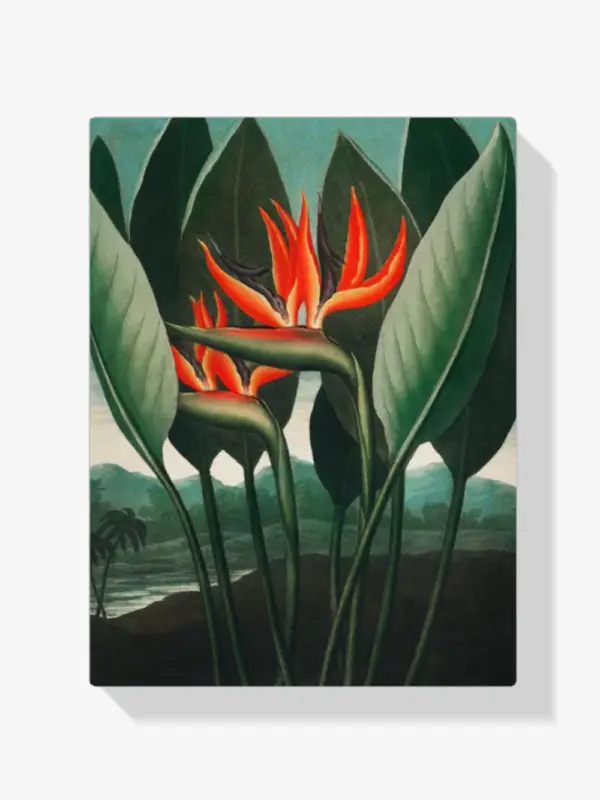 Schilderen op nummer – De Koningin Plant - 60x70cm Prix Promo