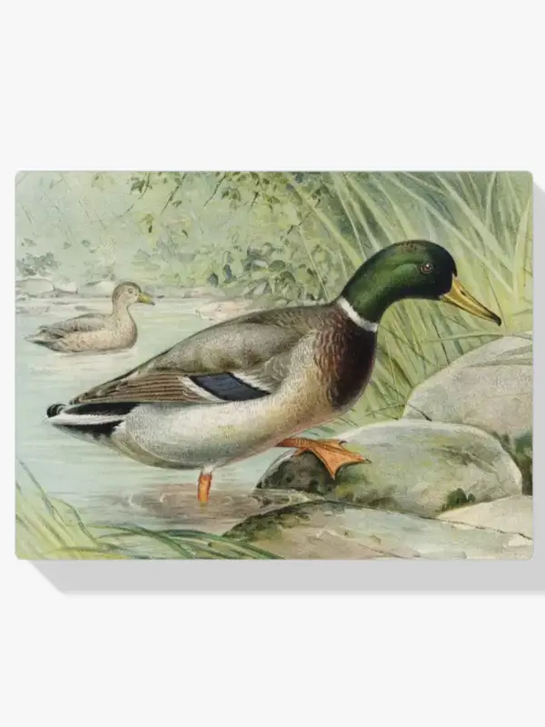 Vente Flash Schilderen op nummer – Wilde Eend - 60x60cm