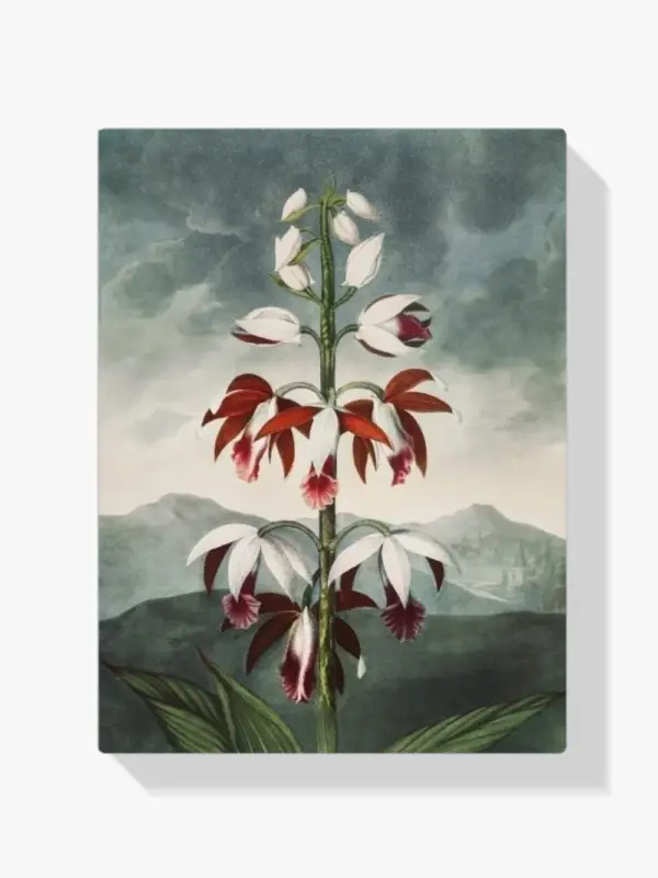 Acheter Direct Schilderen op nummer – De Chinese Limodoron - 30x40cm