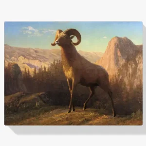 Vente Flash Schilderen op nummer – Een Rocky Mountain Schaap Ovis Montana - 40x50cm